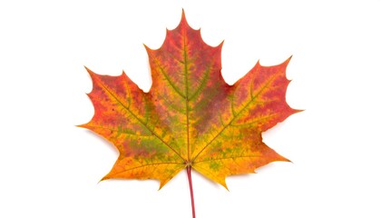 Fototapeta premium Autumn maple leaf, vibrant colors (1)