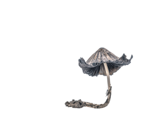 Grey Mushroom on Black Background Studio Shot