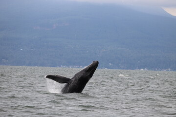Fototapeta premium humpback whale breaching to the side off the coast of Vancouver,
