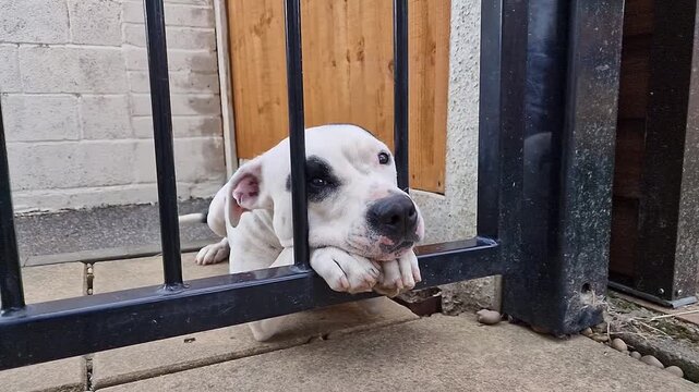 Adorable black and white American Staffordshire Puppy dog with an eye patch and expressive sad puppy eyes behind the bars of a fence - separation anxiety, dog rescue