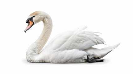 Fototapeta premium Elegant white swan portrait