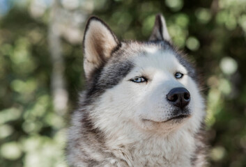 Close-up of a husky dog's head with blue eyes against a blurred background. The dog's fur is gray...