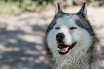 Close-up of a husky dog's head with blue eyes against a blurred background. The dog's fur is gray and white. The dog is looking directly at the camera.
