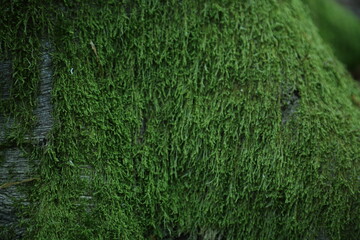 Green moss growing on old tree bark