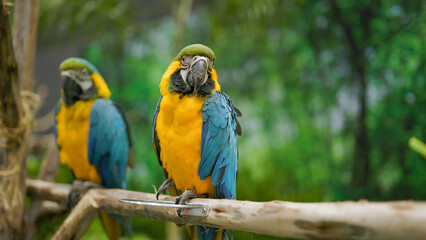 Blue and yellow macaw isolated on a blurry background. Close-up of a Blue and gold macaw perched on a branch.