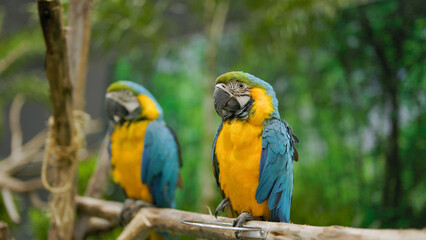 Blue and yellow macaw isolated on a blurry background. Close-up of a Blue and gold macaw perched on a branch.