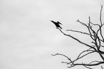 A cormorant sitting on a bare branch with spread wings