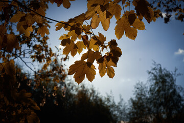 Yellowed leaves against a blue sky at sunset