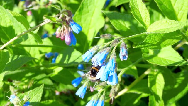 Honey bee flying around of blooming blue flowers in summer garden. Common comfrey or Symphytum officinale in bloom. Natural floral background.  4K footage.
