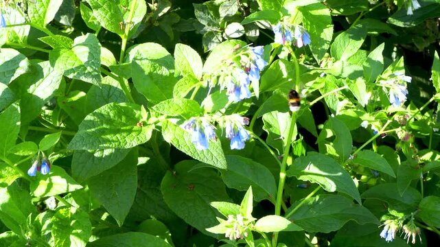 Honey bee flying around of blooming blue flowers in summer garden. Common comfrey or Symphytum officinale in bloom. Natural floral background. 4K footage.