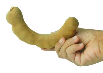 Hand holding a large tamarind pod, a versatile fruit used for making delicious, sour-tasting dishes...