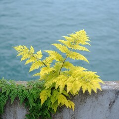 Bright yellow fern growing on a gray concrete wall by water