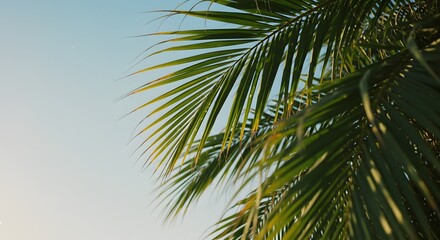 Palm tree fronds against a clear blue sky, offering a sense of tropical tranquility and natural beauty. The image conveys a sense of warm weather and exotic escape.