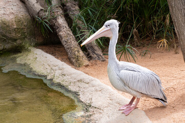 Elegant white pelican standing on sandy shore beside calm pond in zoo environment. Ideal for wildlife, birdwatching, environmental and nature-related editorial or educational use.