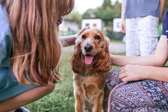 English cocker spaniel surrounded by children stroking it. Kids playing with dog. Dog training, basic commands. Children and animals.