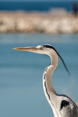 great blue heron