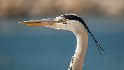 great blue heron
