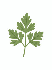 Isolated Parsley Leaf Illustration for Culinary Designs and Herb Guides A Fresh Green Element for Recipes and Kitchen Decor