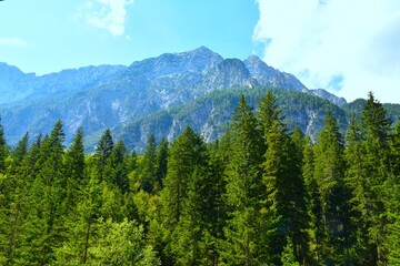 Conifer spruce forest bellow the mountains in Tamar in Gorenjska, Slovenia