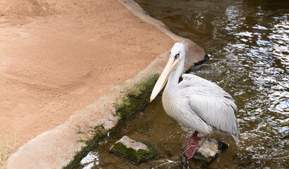 White pelican standing on mossy rock in zoo pond after swimming. Great for educational, wildlife, ornithology, nature conservation or animal behavior visual content.