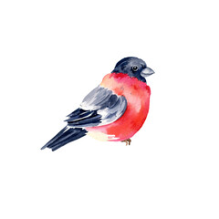 watercolor red and black bullfinch bird, hand drawn sketch of flying animal in wildlife, seasonal bird, isolated on white background, winter illustration for Christmas decoration, natural picture