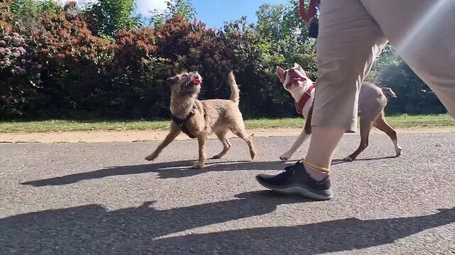 A pack of dogs of various sizes and breeds are calmly and joyfully walking on the lead by the side of their dog walker, handler in a green park on a sunny day - dog walking, pet sitting 