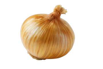 onion bulb isolated on white background kitchen ingredient