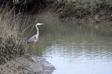great blue heron in the marsh