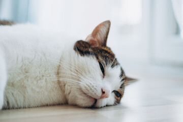 Tabby domestic cat is lying relaxed on the floor at home, animals concept