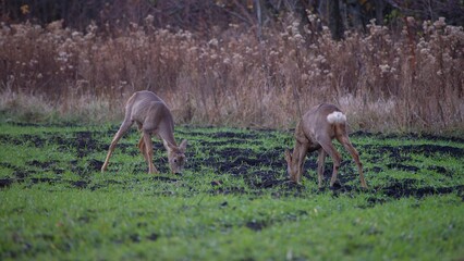 Two roe deer grazing green grass on an autumn evening in a field.