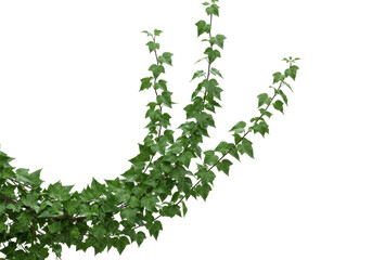 Isolated Ivy branches with green leaves for compositing. Garden plants in springtime.
