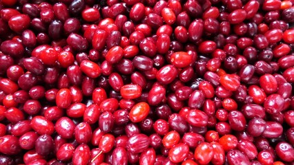 Cornelian cherry harvest. Beautiful red tones. Jam, juice or liquor