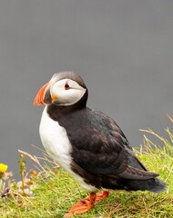 Puffin on a Grassy Cliffside