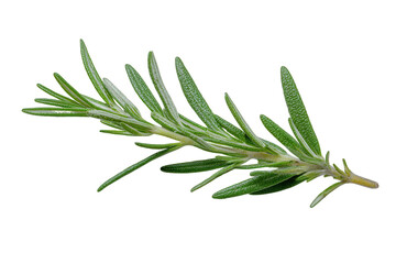 Fototapeta premium Fresh Green Rosemary Sprig on Black Background