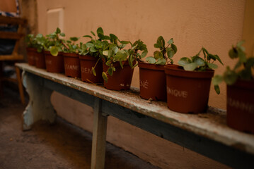 Many different beautiful blooming plants in flowerpots on wooden bench outdoors