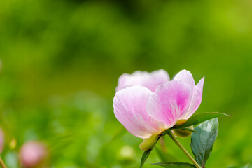 Fototapeta premium Pink peony bud blooming in spring garden with green background