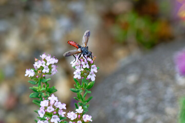 Zweifarbige Raupenfliege (Cylindromyia bicolor)  © Karin Jähne