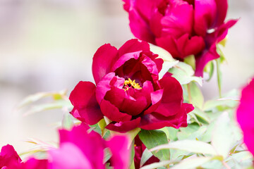 Obraz premium Vibrant red peony blossom in full bloom