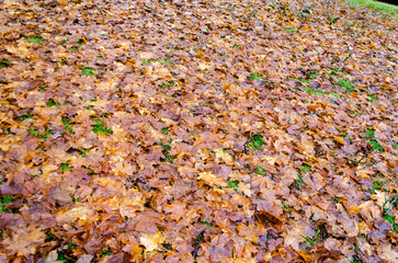 Pile of wet and decaying maple autumn leaves