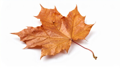 Fototapeta premium dried autumn maple leaf with shadow on white background