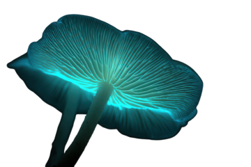 Bioluminescent Glowing Blue Mushroom Close Up Macro Shot