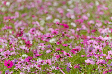 Fototapeta premium Colorful cosmos flower field in autumn