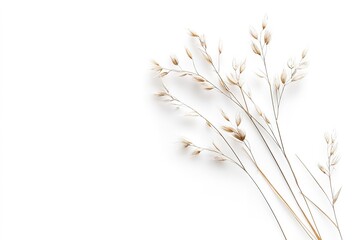 Fototapeta premium A minimalist botanical composition featuring delicate reed seeds and wild grass in a visually balanced arrangement, isolated on white