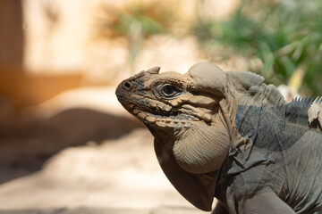 Close-up of Iguana and Chameleon in Natural Habitat