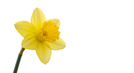 yellow daffodil isolated on white