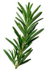 Fototapeta premium Fresh Green Rosemary Sprig Isolated on Black Background
