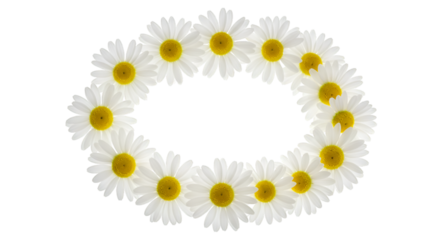 Delicate white daisies form a natural oval frame, perfect for adding a touch of spring beauty to your designs, creating a fresh and cheerful vibe. isolated on white background