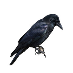 Fototapeta premium Isolated image of a black raven perched : elements for halloween on transparent background