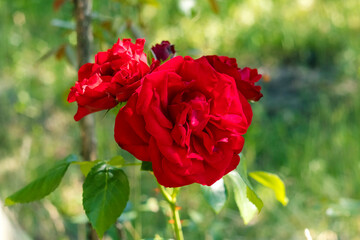 Vibrant red roses in full bloom, showcasing lush petals and green leaves, surrounded by a soft blurred background of nature, symbolizing beauty and romance