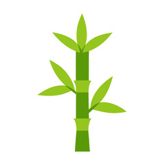 bamboo isolated on white background